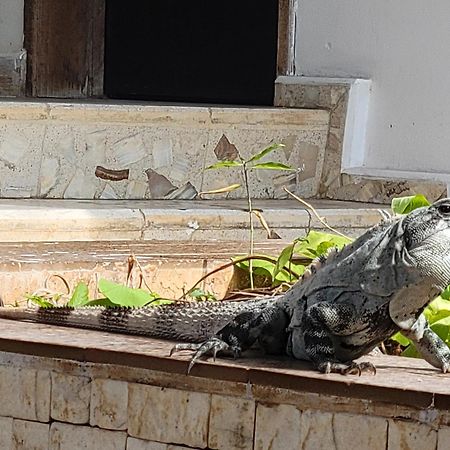 Blue Cat Mérida Dış mekan fotoğraf
