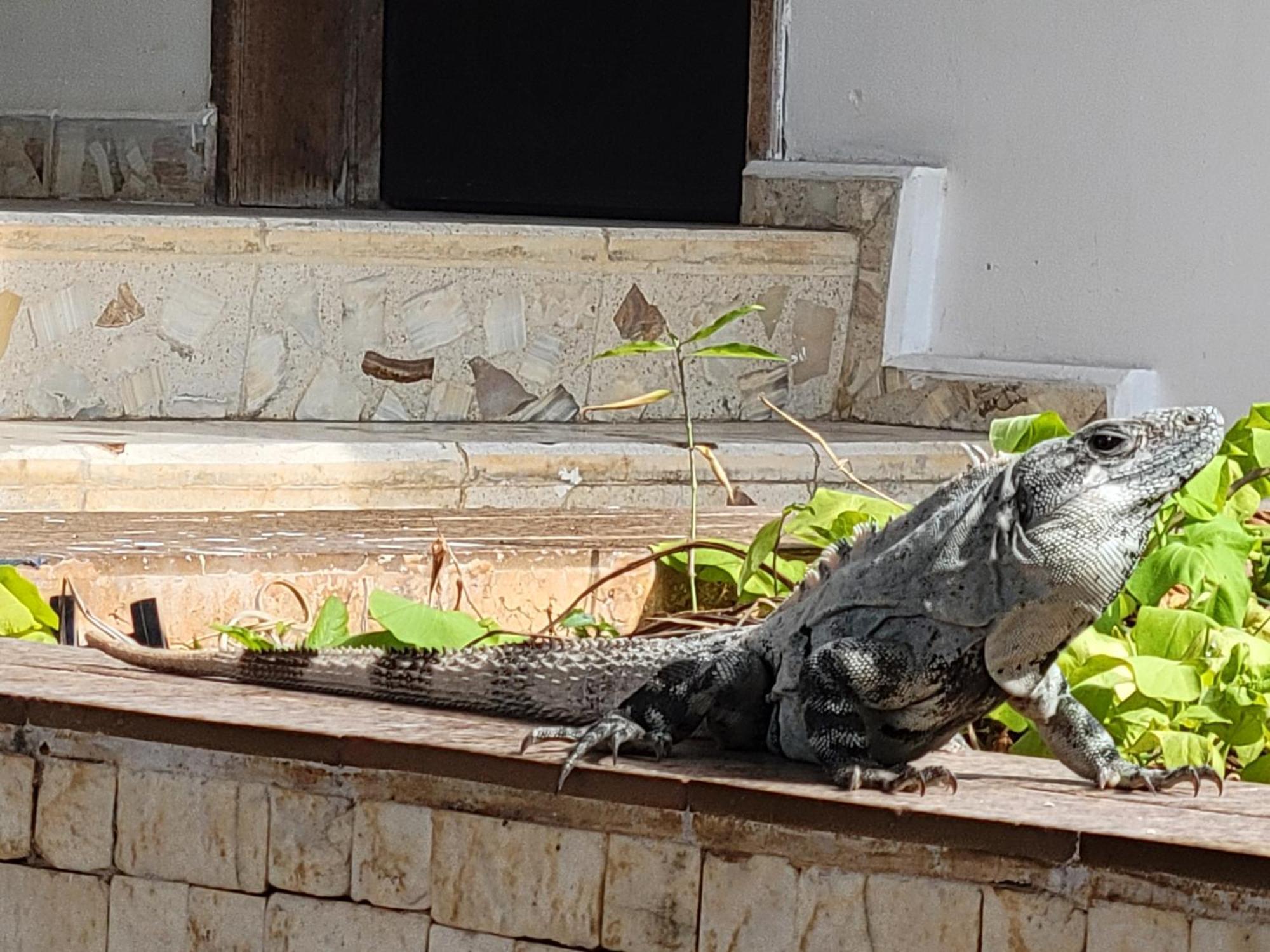 Blue Cat Mérida Dış mekan fotoğraf